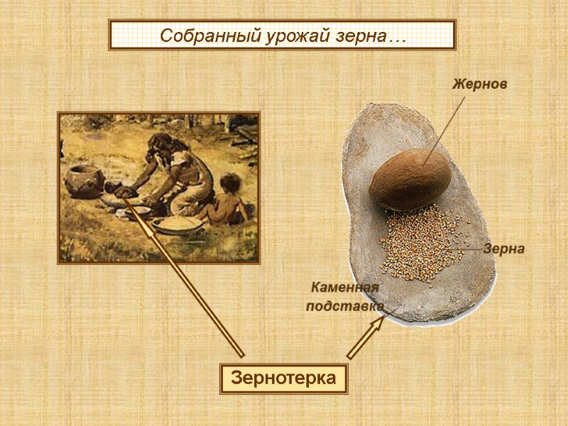 Зернотерка Собранный урожай зерна…